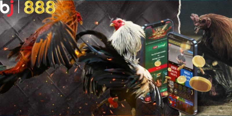 Đá Gà Trực Tiếp C1 Sức Hút Không Thể Cưỡng Với Người Chơi da ga truc tiep c1 anh dai dien
