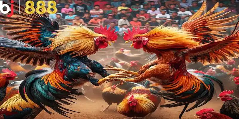 Đá Gà Trực Tiếp C1 Sức Hút Không Thể Cưỡng Với Người Chơi Tổng hợp những lưu ý cần biết khi tham gia chơi đá gà C1 BJ888