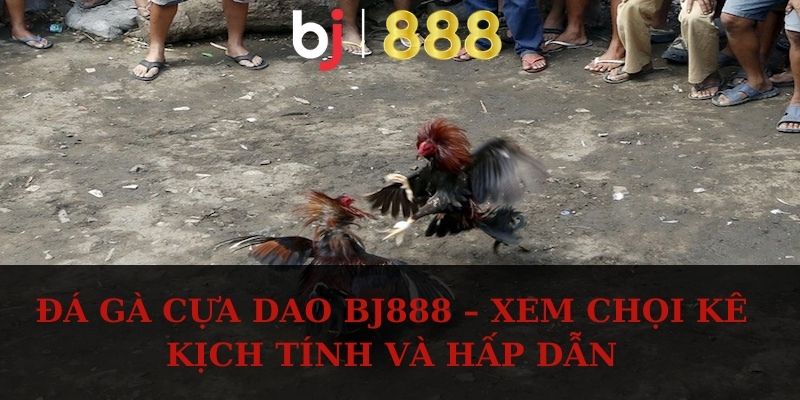 Đá Gà Cựa Dao BJ888 – Xem Chọi Kê Kịch Tính Và Hấp Dẫn da ga cua dao anh dai dien