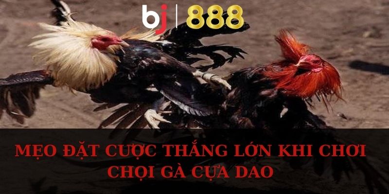 Đá Gà Cựa Dao BJ888 – Xem Chọi Kê Kịch Tính Và Hấp Dẫn Mẹo đặt cược thắng lớn khi chơi chọi gà cựa dao