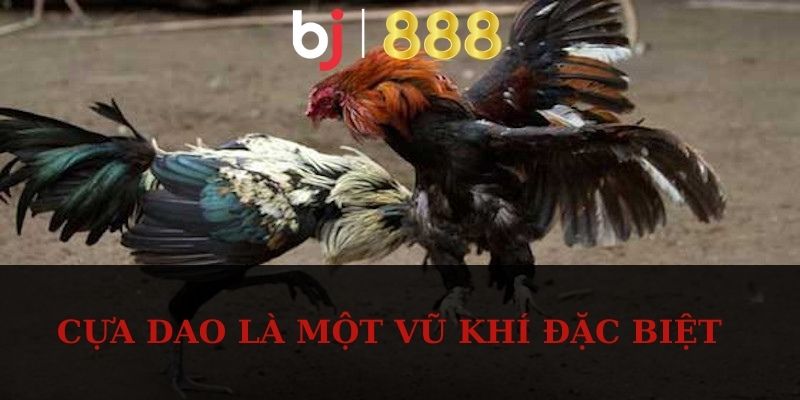 Đá Gà Cựa Dao BJ888 – Xem Chọi Kê Kịch Tính Và Hấp Dẫn Cựa dao là một vũ khí đặc biệt