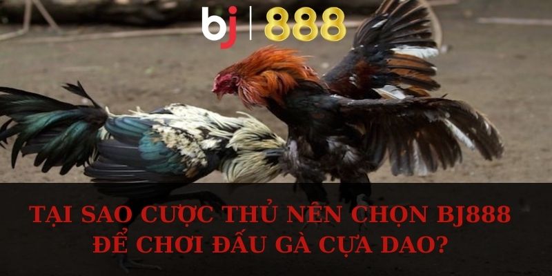 Đá Gà Cựa Dao BJ888 – Xem Chọi Kê Kịch Tính Và Hấp Dẫn Tại sao cược thủ nên chọn BJ888 để chơi đấu gà cựa dao?