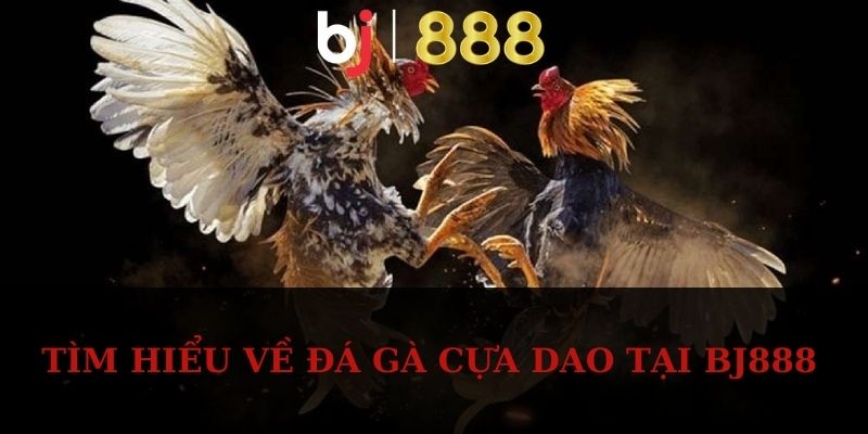Đá Gà Cựa Dao BJ888 – Xem Chọi Kê Kịch Tính Và Hấp Dẫn Tìm hiểu về đá gà cựa dao tại BJ888