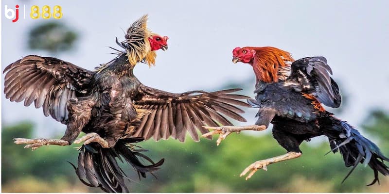 Cách nuôi gà chọi đòn Cách nuôi gà chọi đòn