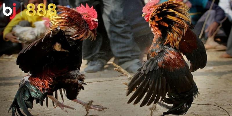 Cách nuôi gà đá khỏe mạnh mà ai cũng không nên bỏ qua Thường xuyên kiểm tra sức khỏe của gà