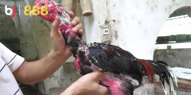 Chăm sóc lông gà chọi Chăm sóc lông gà chọi