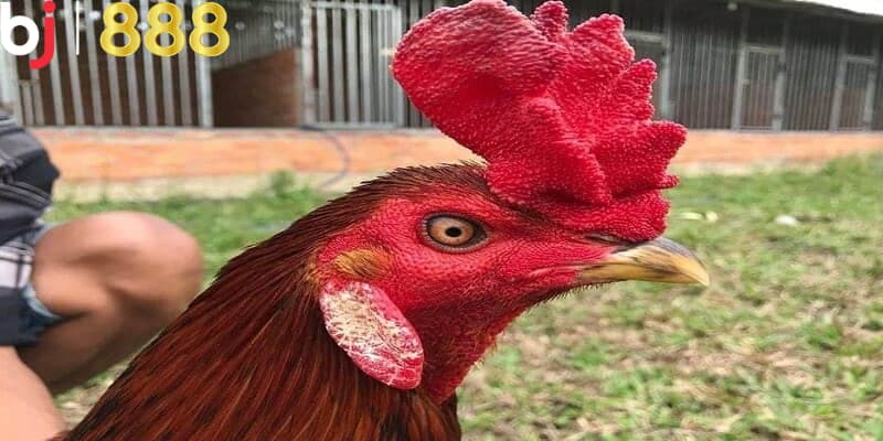 Kỹ thuật cắt mồng gà chọi Vì sao phải thực hiện cắt mồng gà?