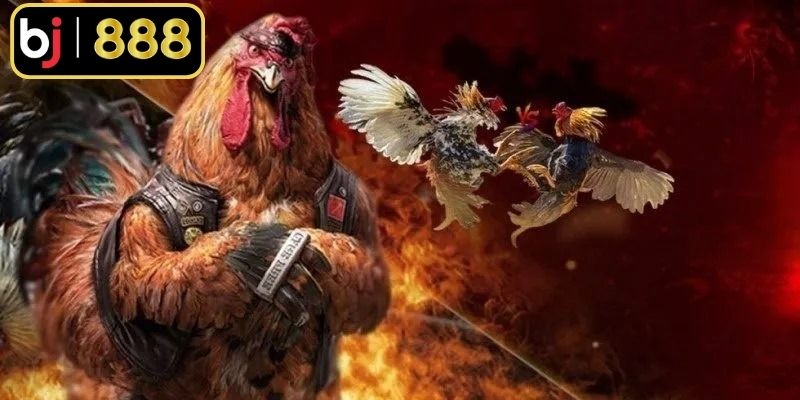 Đá Gà Cựa Dao Mỹ - Trải Nghiệm Những Cuộc Đấu Gay Cấn Đá gà cựa dao Mỹ là hình thức gay cấn