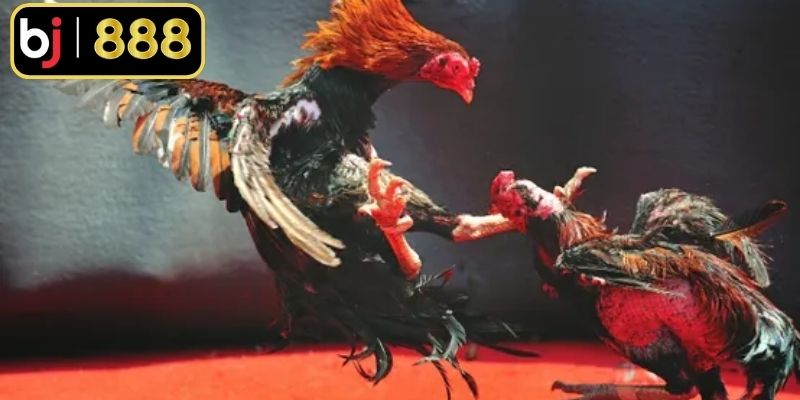 Đá Gà Cựa Dao Mỹ - Trải Nghiệm Những Cuộc Đấu Gay Cấn Thắng thua căn cứ vào khả năng đứng, tấn công