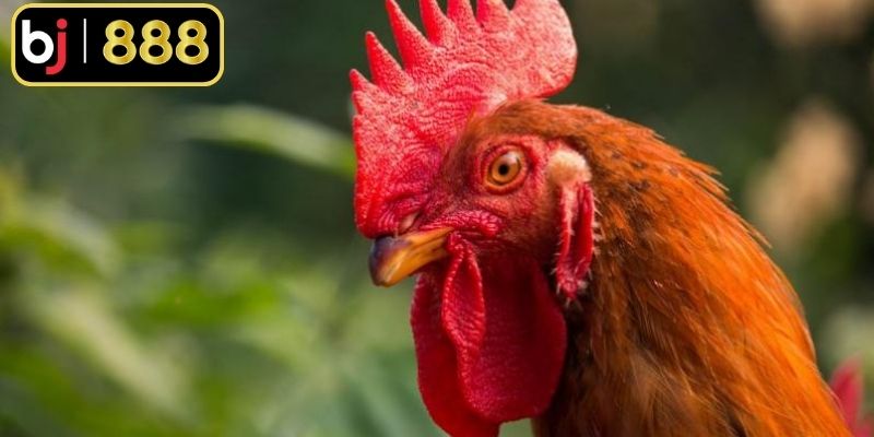 Gà Mắt Chuột - Hướng Dẫn Chọn Và Nuôi Hiệu Quả Nhất Tìm hiểu thông tin cơ bản về gà mắt chuột