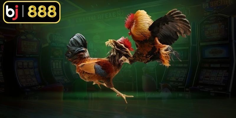 Đá Gà Cựa Dao Mỹ - Trải Nghiệm Những Cuộc Đấu Gay Cấn Tính chất thi đấu đẫm máu do dao sắc nhọn